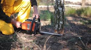 Seasonal Cleanup (Spring/Fall) in Ponder, TX