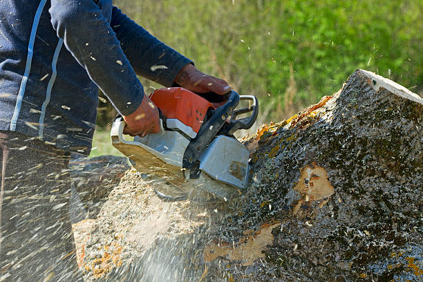 Best Palm Tree Trimming  in Ponder, TX