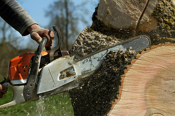 Best Tree Risk Assessment  in Ponder, TX