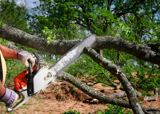 Best Emergency Tree Removal  in Ponder, TX