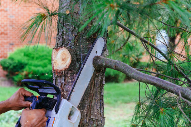 How Our Tree Care Process Works  in  Ponder, TX